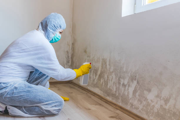 Mold Remediation specialist working in Washington Boro